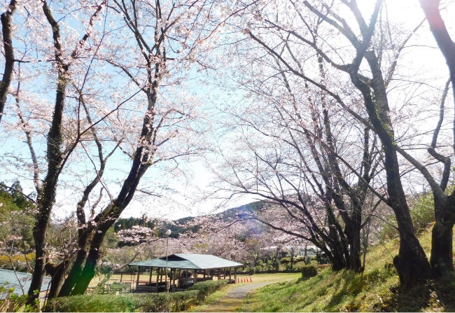 大広場 桜の風景01