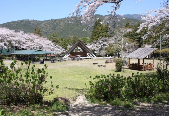 大広場 桜の風景02