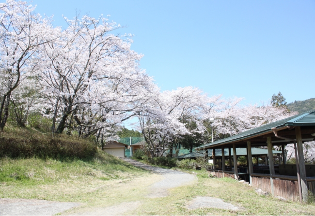 大広場 桜の風景03
