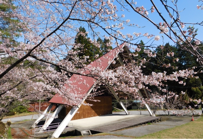 大広場 桜の風景04