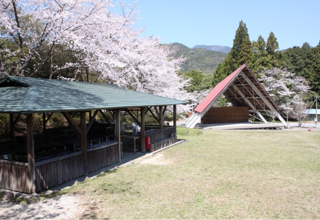 野外炊さん棟 桜の風景01