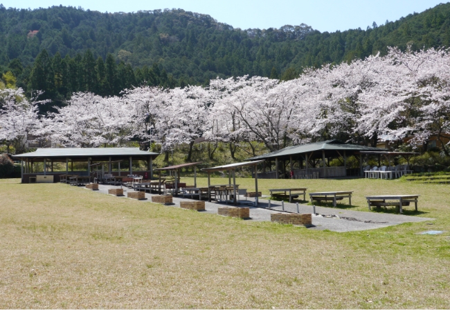 野外炊さん棟 桜の風景02